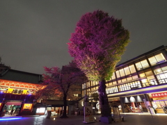 神田明神ライトアップその３