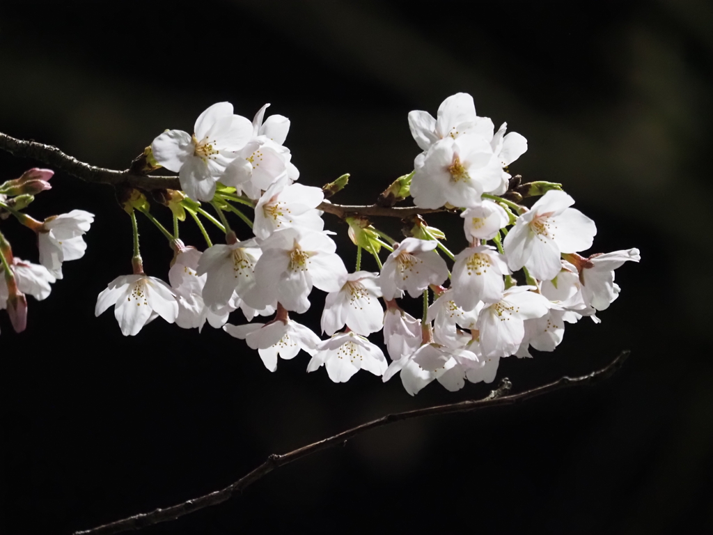 夜桜その１