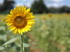 座間のひまわり祭り