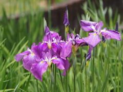 堀切菖蒲園２０２０その１１