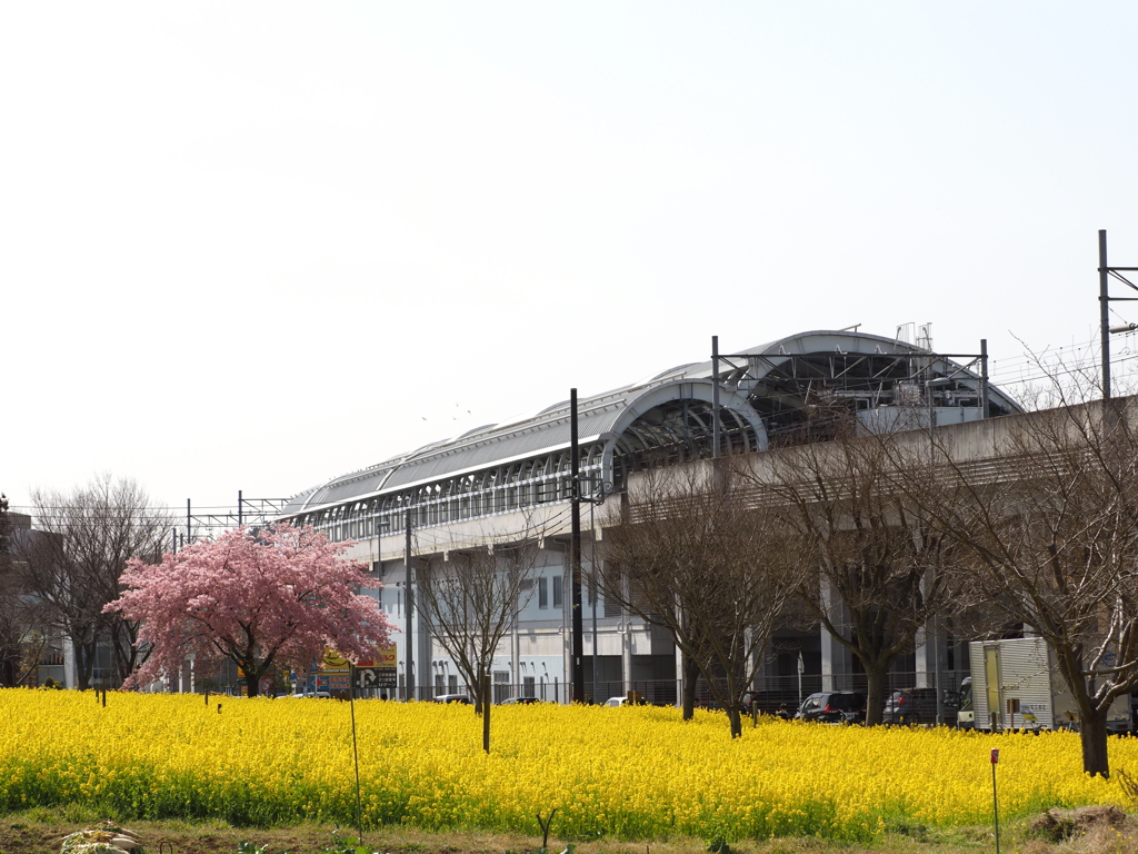 菜の花畑その３