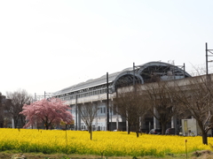 菜の花畑その３