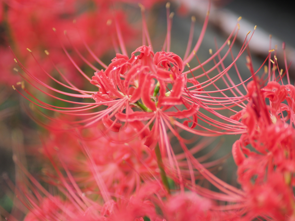 小さな公園の彼岸花