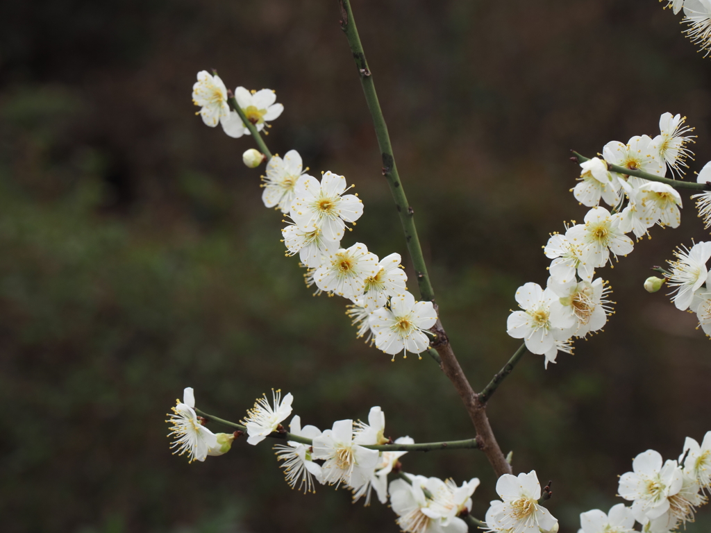 池上梅園の梅その１