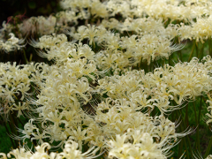 西方寺の彼岸花その５