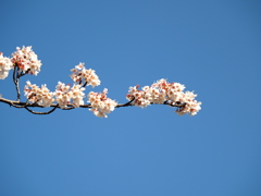 仙台堀川の桜その３