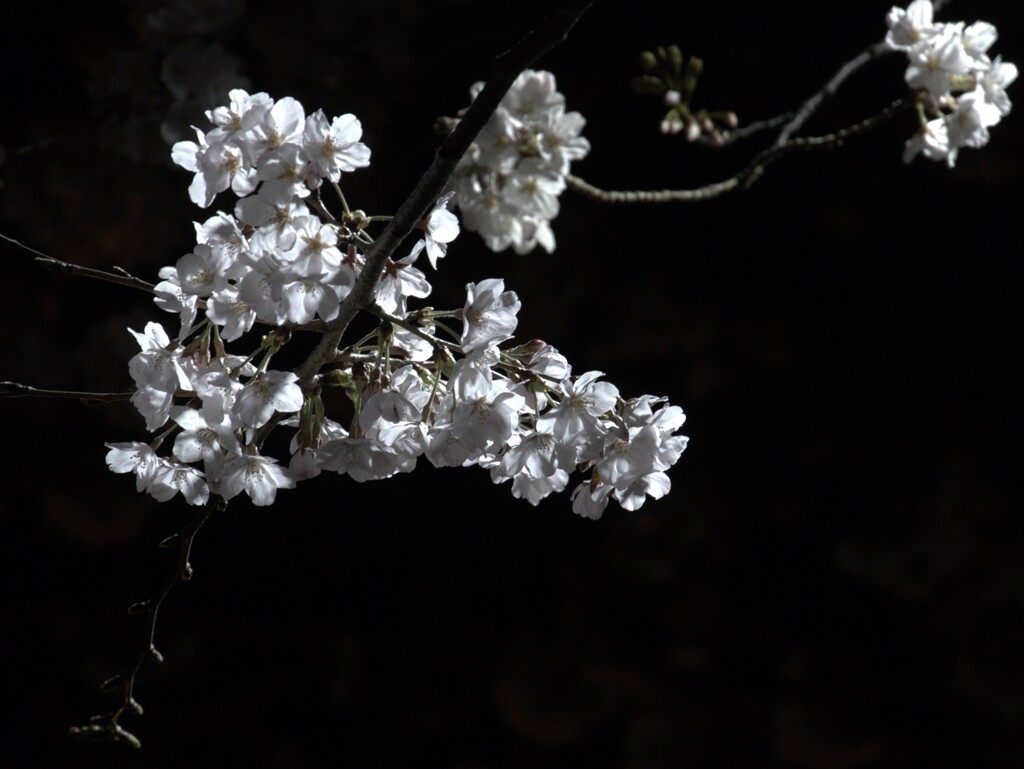 夜桜その２