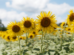 座間のひまわりその１５