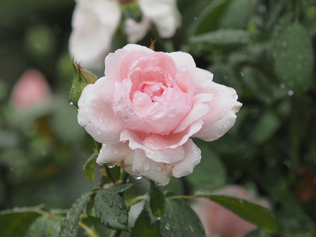 山下公園のバラその８