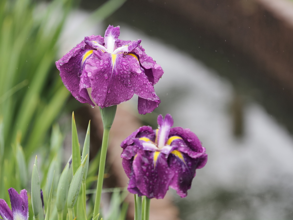 堀切菖蒲園その１５