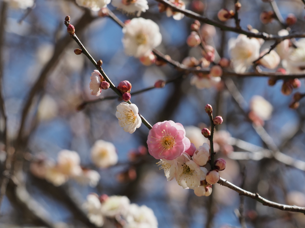 紅白の梅の花その２