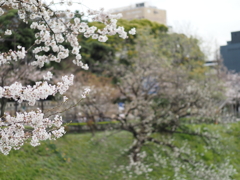 千鳥ヶ淵周辺散策その６