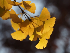 黄色い銀杏の葉