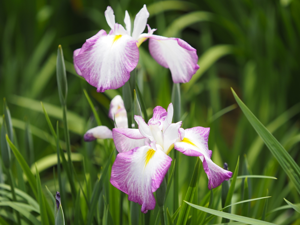 堀切菖蒲園２０２０その６