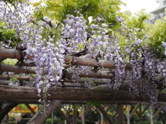 亀戸天神藤棚その２