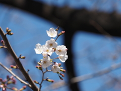 桜その７