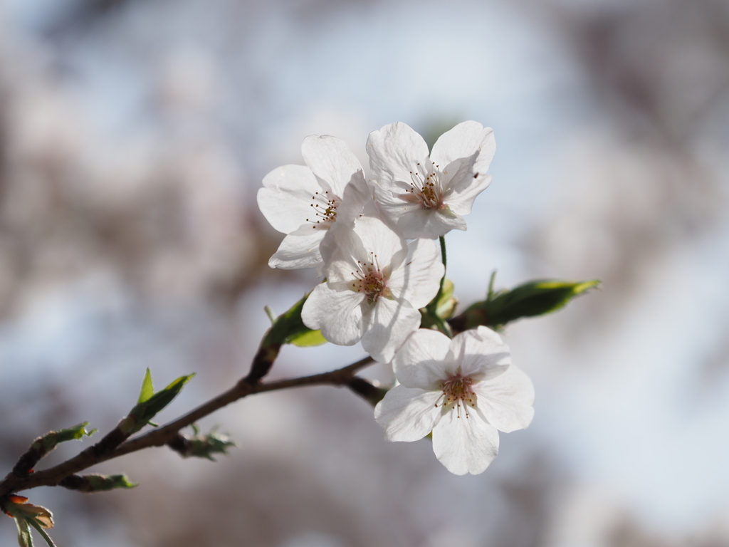 公園の桜その１