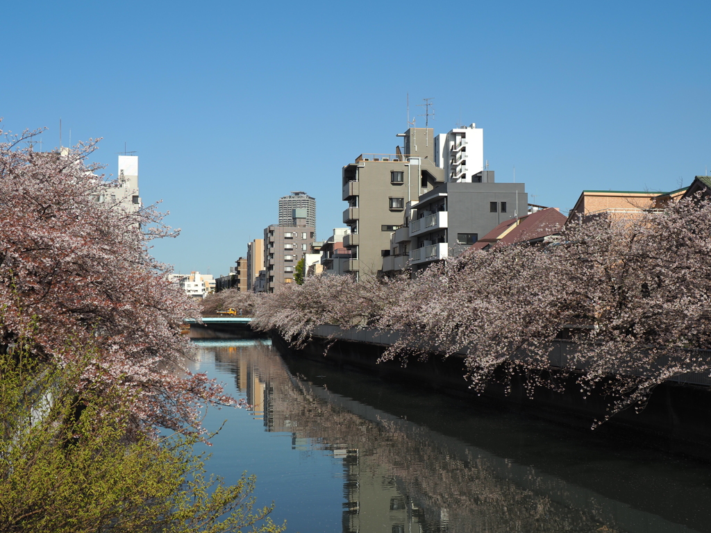 仙台堀川の桜その１０