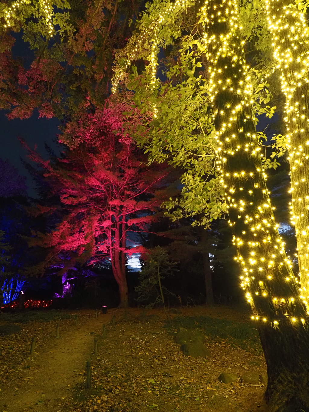 国営武蔵丘陵森林公園のイルミその７