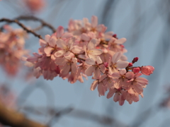 しだれ桜その７