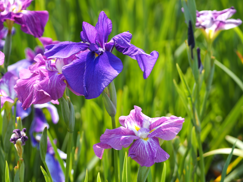 堀切水辺公園その２