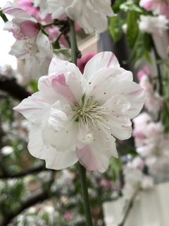 近所の花（品種不明）←おぃ。八重桜？