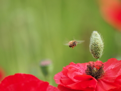 ミツバチその２