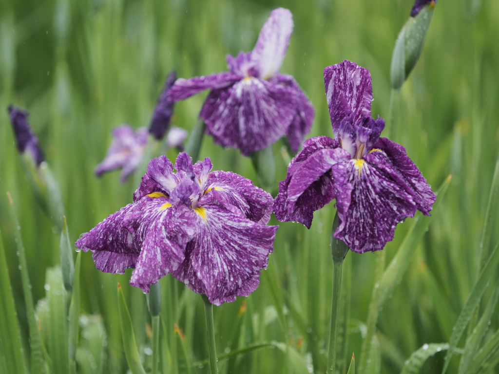 堀切菖蒲園その１４