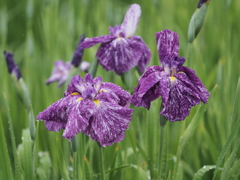 堀切菖蒲園その１４