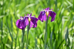 堀切菖蒲園その２