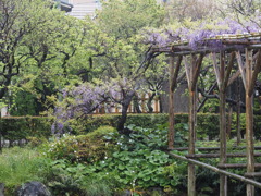 雨の藤棚その８