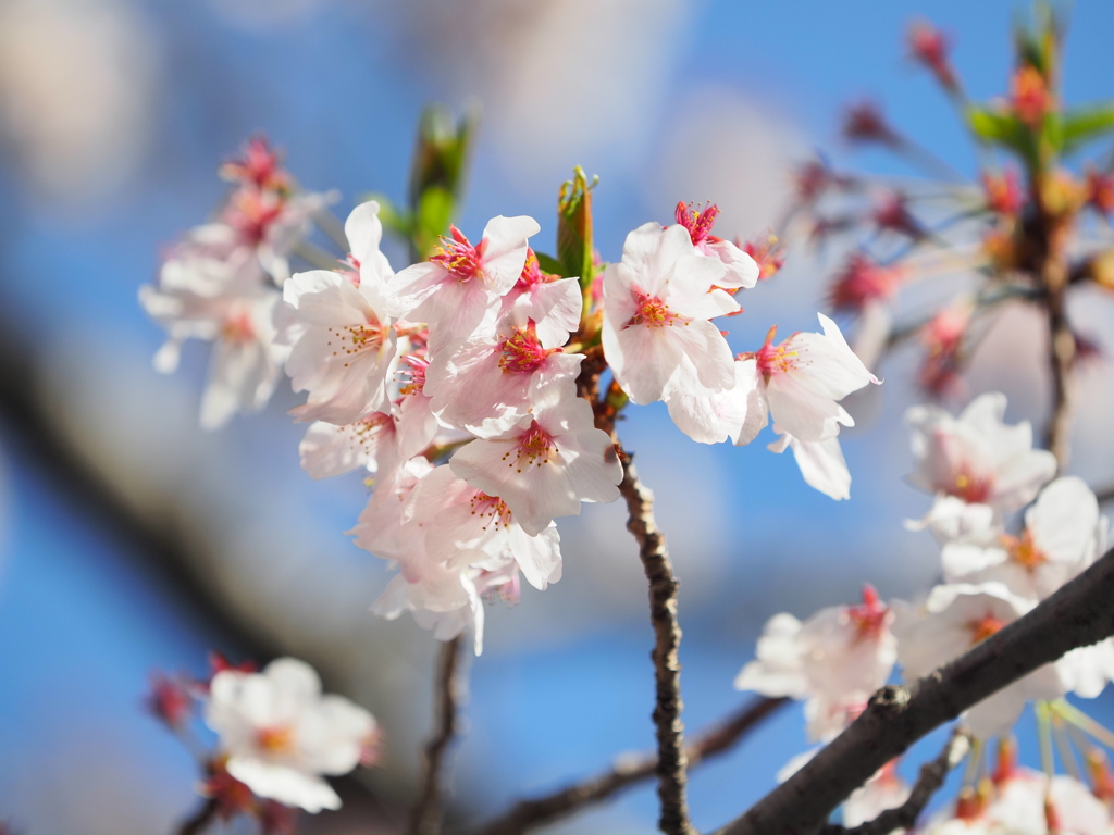 仙台堀川の桜その１６