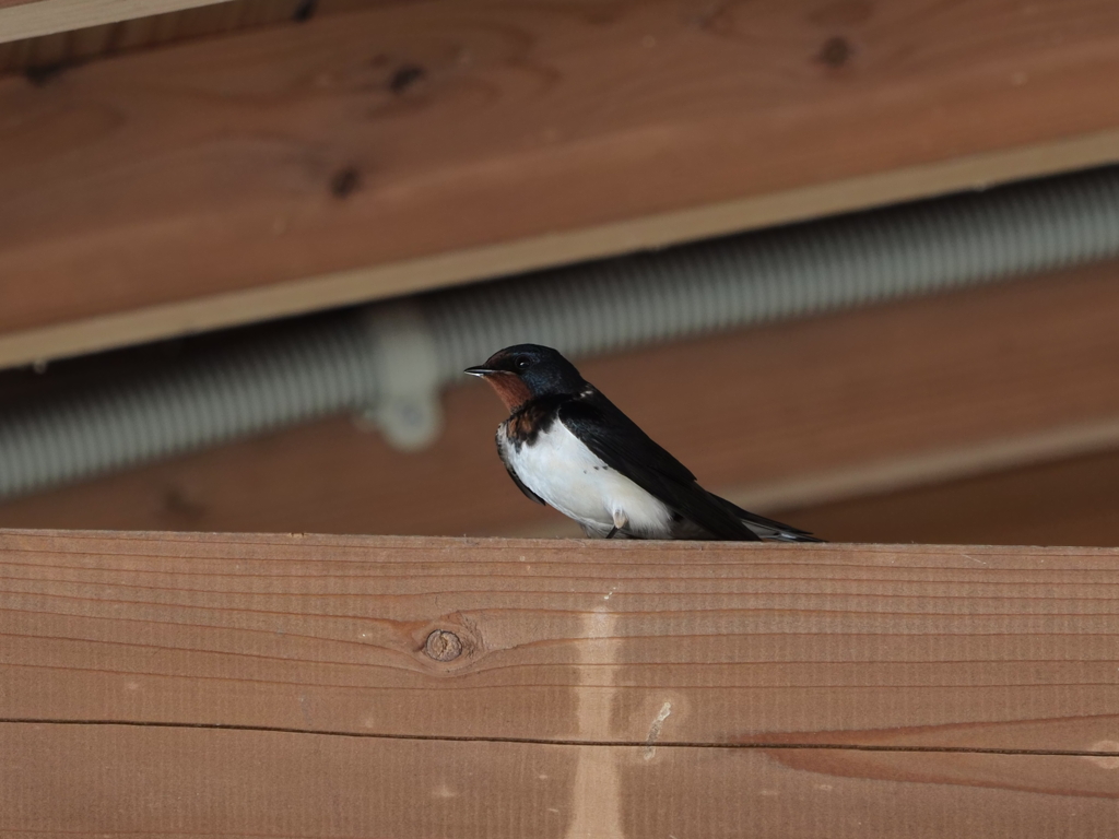 ツバメさんその１