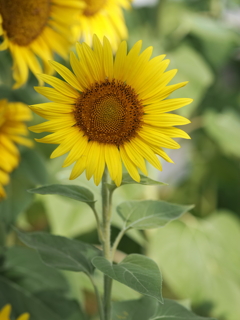 ひまわりその１６