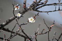 公園の梅その６