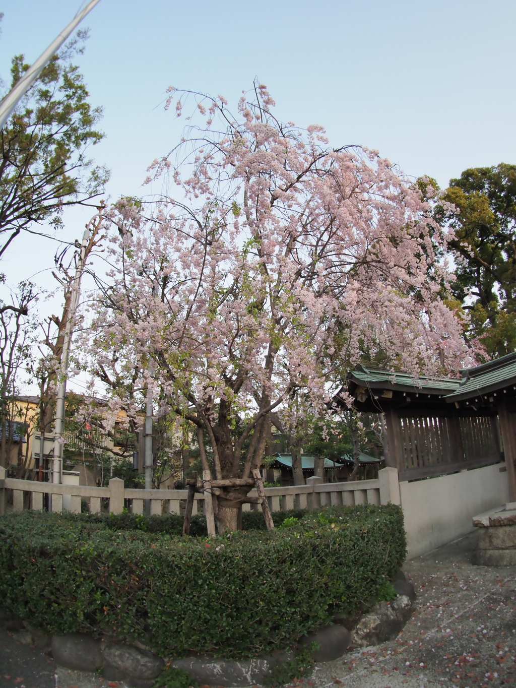 六郷神社の枝垂れ桜２