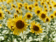 座間のひまわりその１７