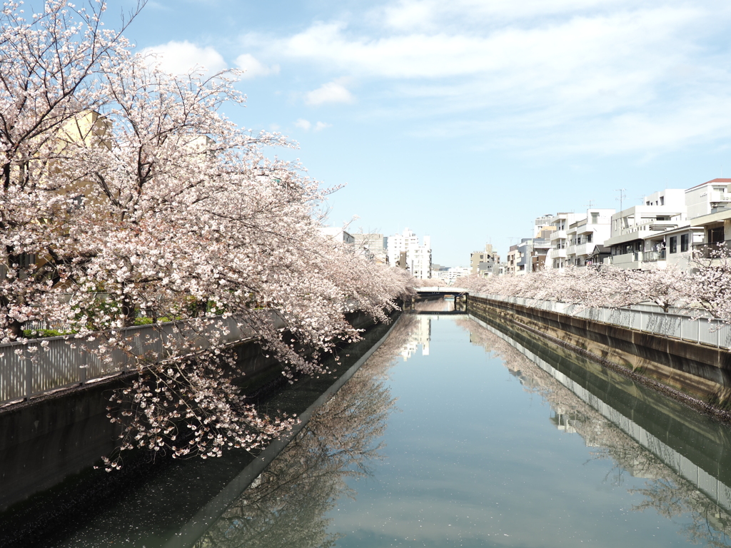 仙台堀川の桜その７