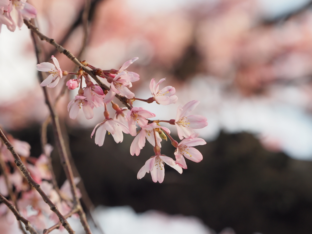 しだれ桜その１０