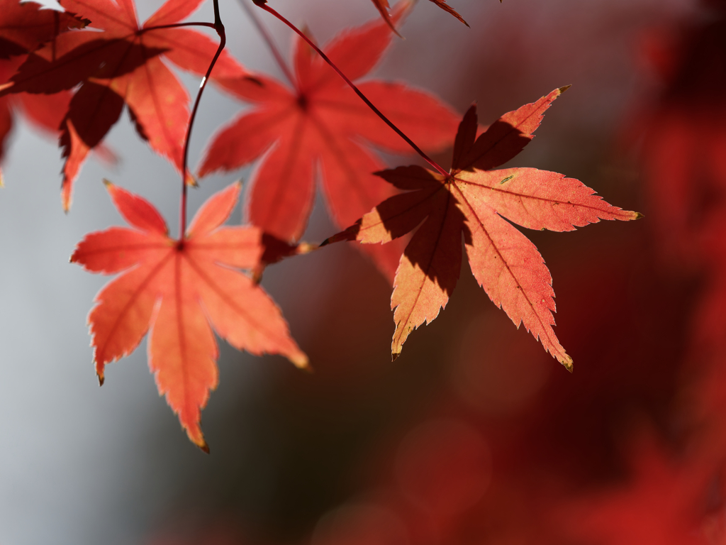 紅葉その５