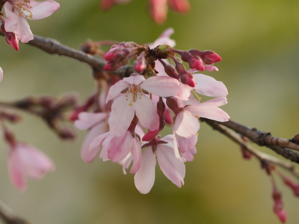 しだれ桜その２