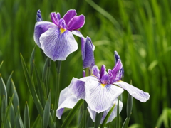 堀切菖蒲園２０２０その３