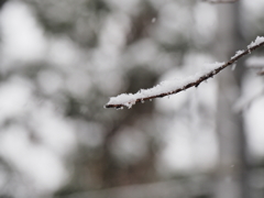 雪の東京その８