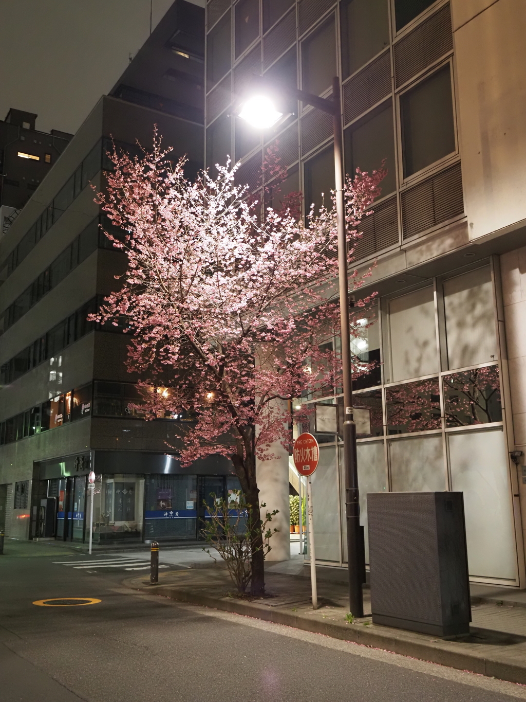 オカメザクラその３