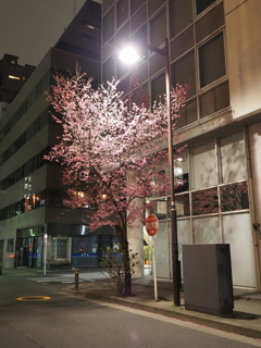 オカメザクラその３