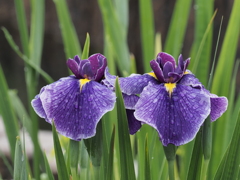 堀切菖蒲園その１２