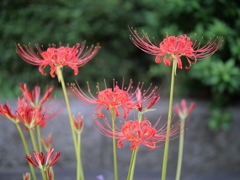 近所の彼岸花その３