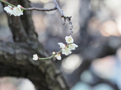 梅の花その９