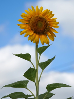 ひまわりその１２