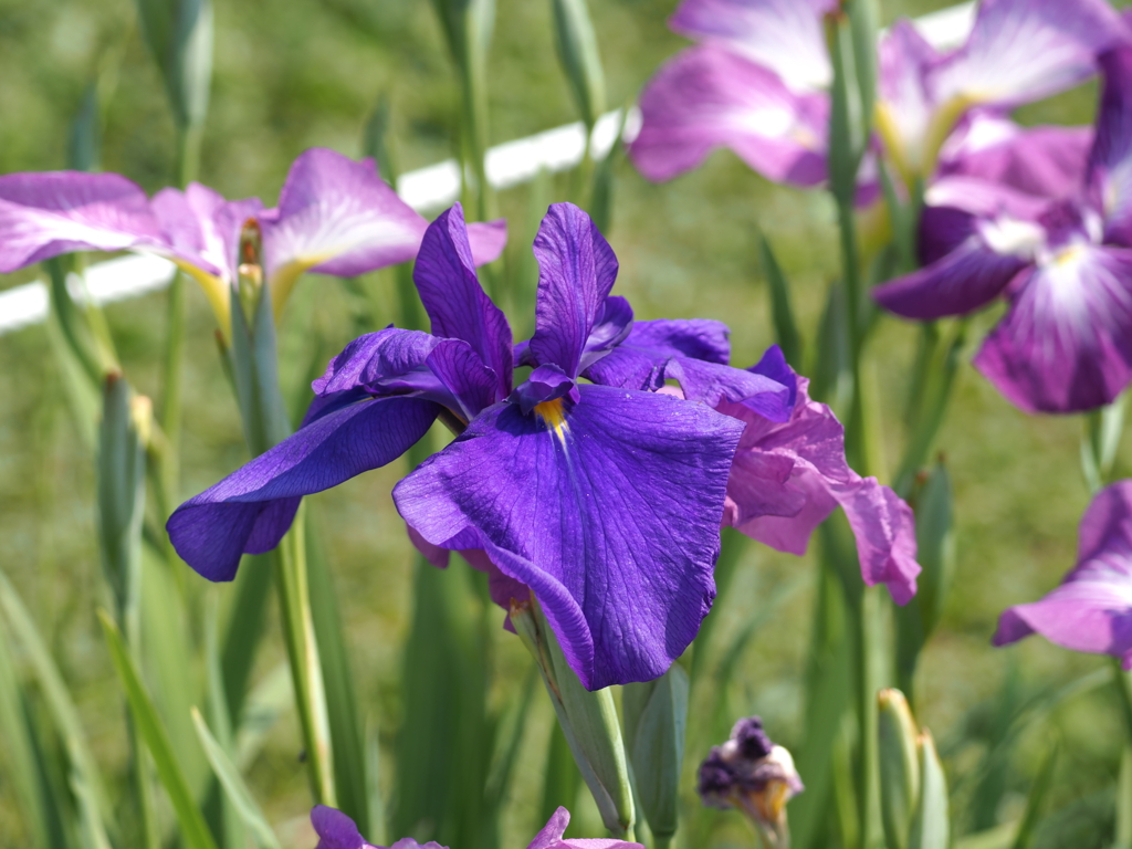 堀切水辺公園その６